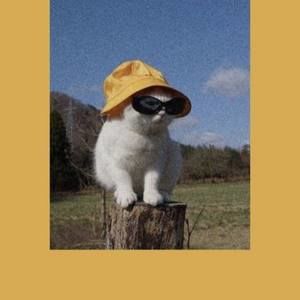 Meet your Posher, Tram anh